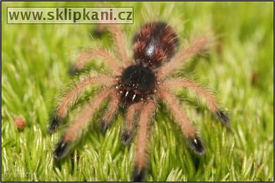 Avicularia-avicularia-avicularia